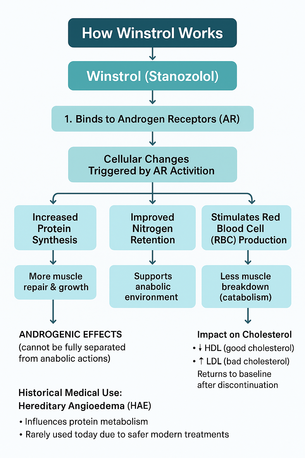 How does winstrol work